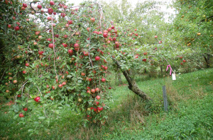 Apple Tree Loaded with Fruit
