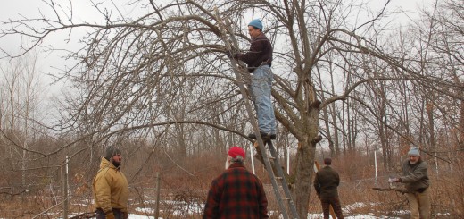 Tree Pruning at Rachelle's