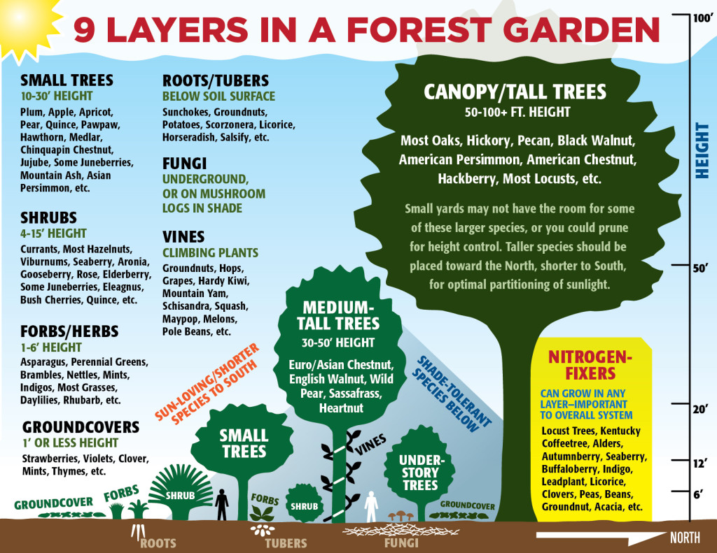 9 Layers in a Forest Garden, graphic by PJ Chmiel