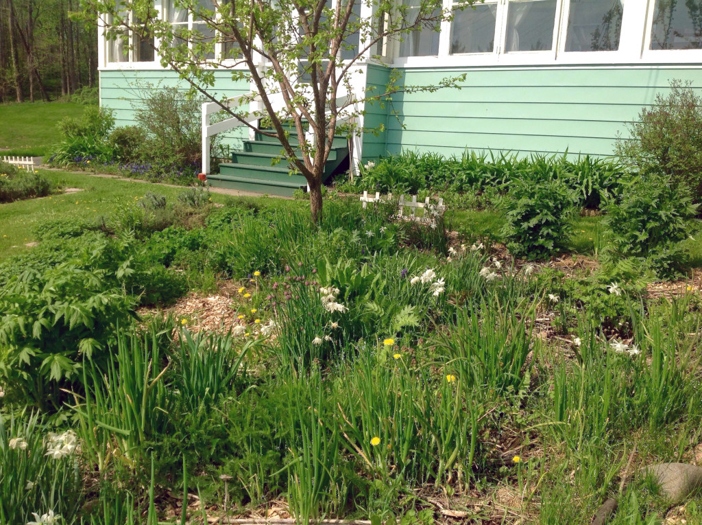 Front yard polyculture at Lillie House