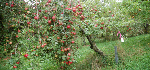 Apple Tree Loaded with Fruit