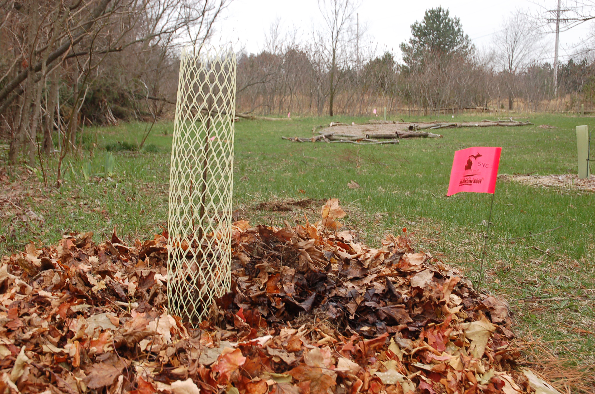 Serviceberry Seedling in Mesh Protector