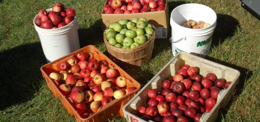 Various Apples